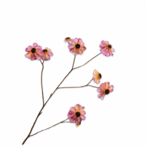 Rudbeckia tak roze 101cm